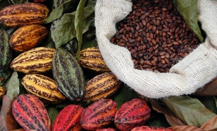 Cacao pods are have to be harvested and handled carefully for the cacao beans to develop their potential flavor.